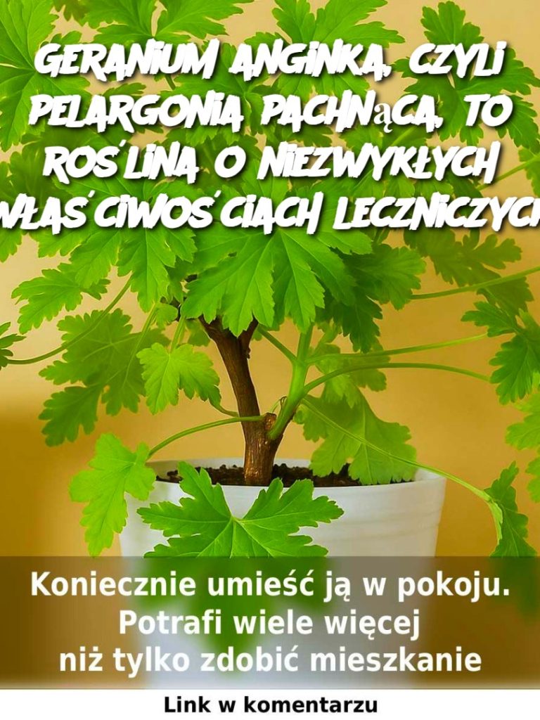 Geranium anginka, czyli pelargonia pachnąca, to roślina o niezwykłych właściwościach leczniczych