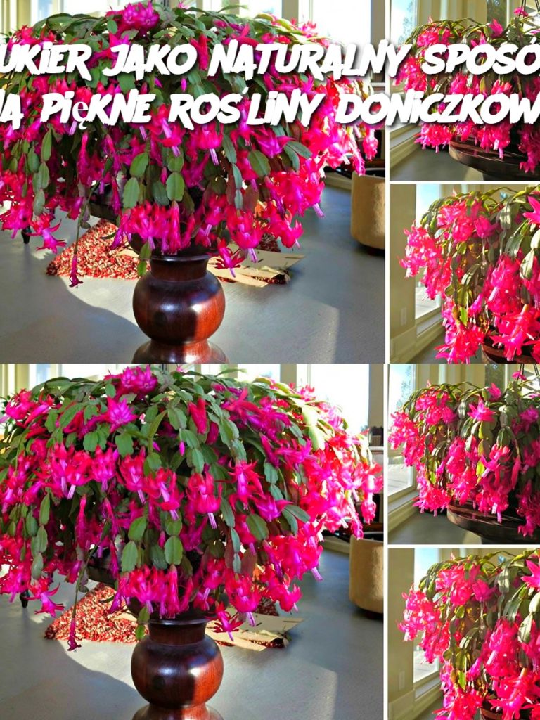 Cukier jako naturalny sposób na piękne rośliny doniczkowe