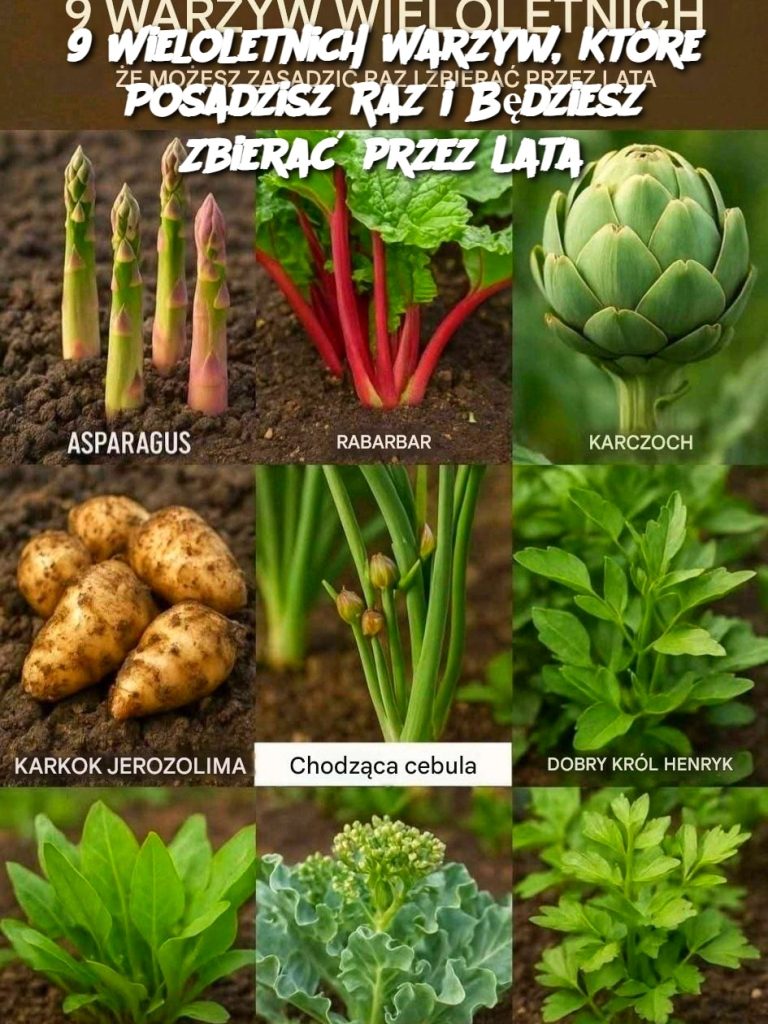 9 Wieloletnich Warzyw, Które Posadzisz Raz i Będziesz Zbierać przez Lata