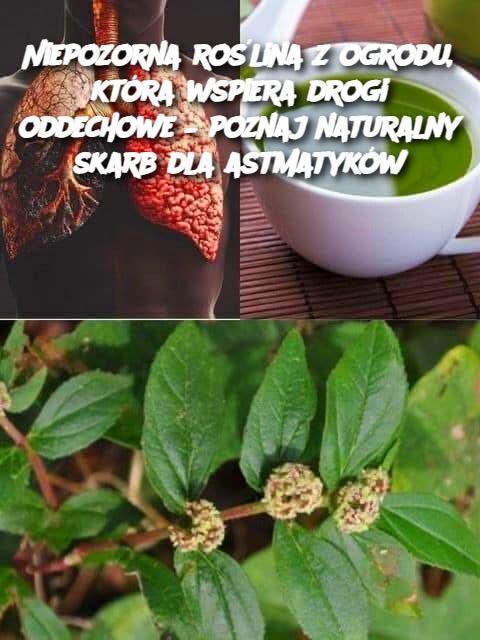 Niepozorna roślina z ogrodu, która wspiera drogi oddechowe – poznaj naturalny skarb dla astmatyków