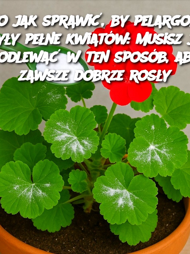 Oto jak sprawić, by pelargonie były pełne kwiatów: musisz je podlewać w ten sposób, aby zawsze dobrze rosły