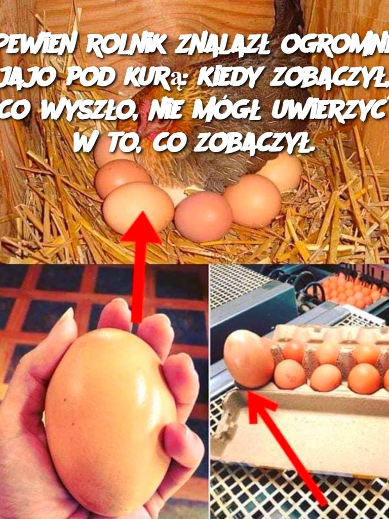Pewien rolnik znalazł ogromne jajo pod kurą: kiedy zobaczył, co wyszło, nie mógł uwierzyć w to, co zobaczył.