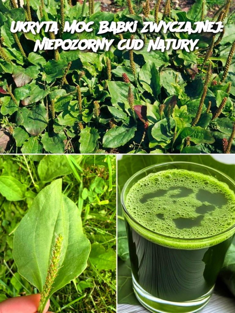 Ukryta Moc Babki Zwyczajnej: Niepozorny Cud Natury.