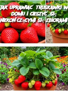 Jak uprawiać truskawki w domu i cieszyć się niekończącymi się zbiorami