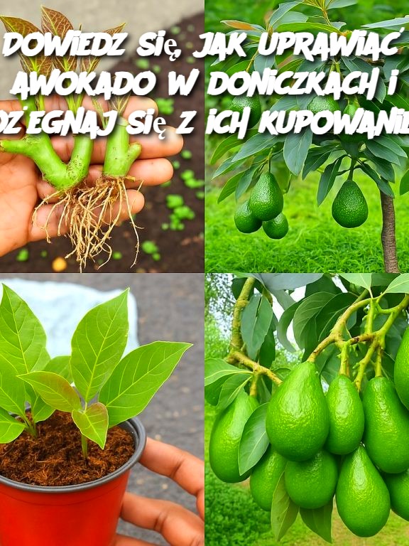 Dowiedz się, jak uprawiać awokado w doniczkach i pożegnaj się z ich kupowaniem