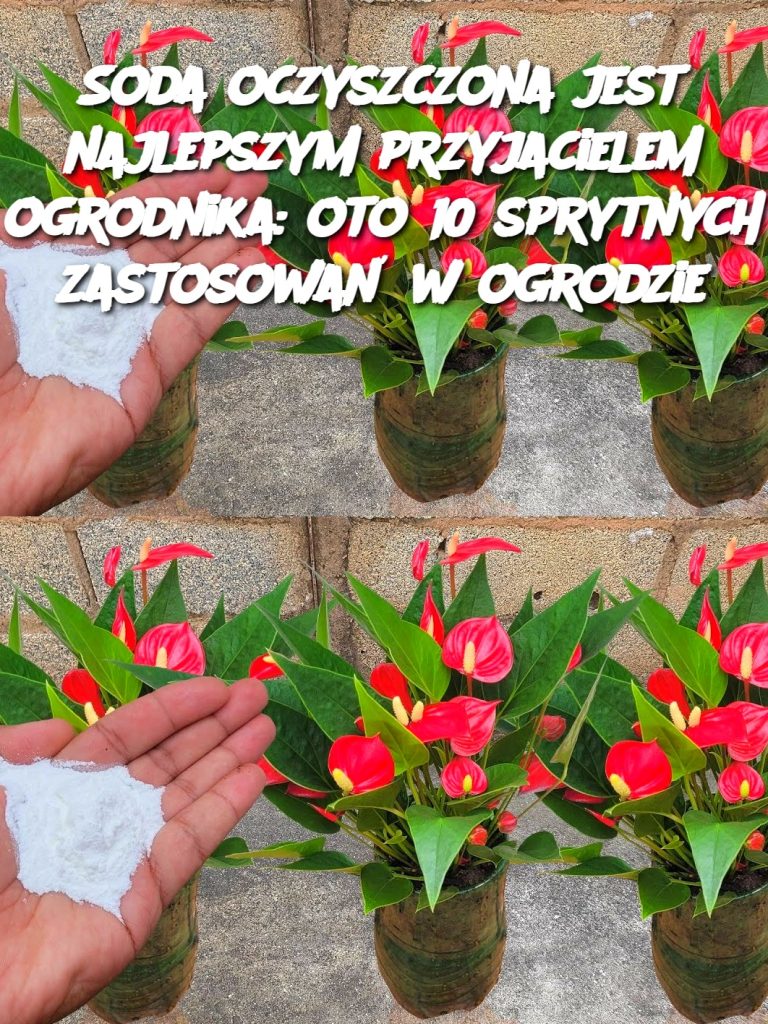 Soda oczyszczona jest najlepszym przyjacielem ogrodnika: oto 10 sprytnych zastosowań w ogrodzie