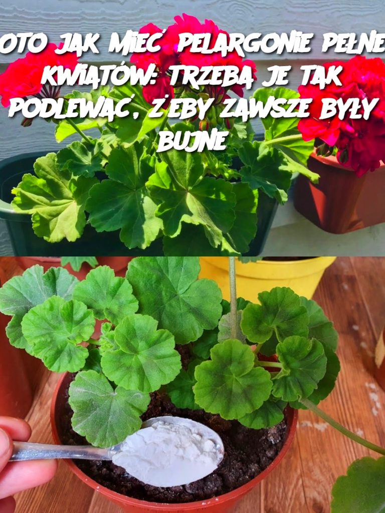 Oto jak mieć pelargonie pełne kwiatów: trzeba je tak podlewać, żeby zawsze były bujne