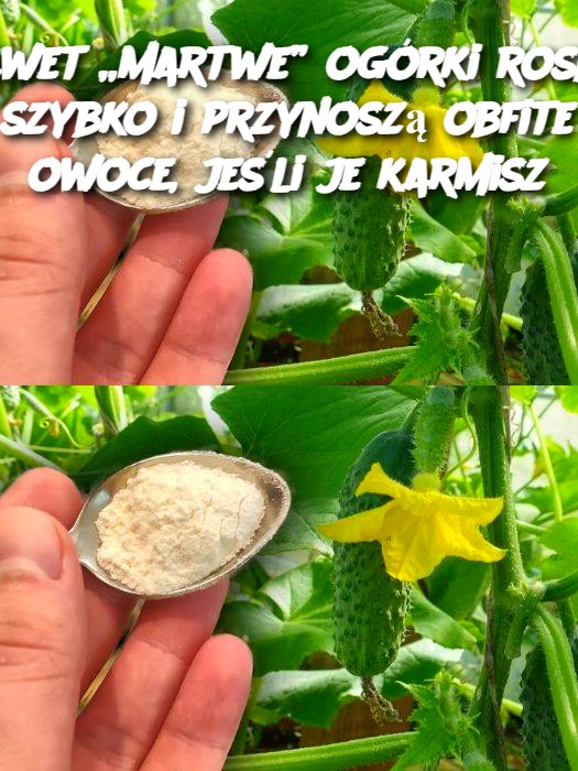 Nawet „martwe” ogórki rosną szybko i przynoszą obfite owoce, jeśli je karmisz