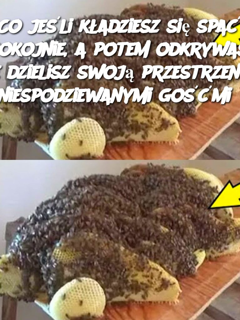 Co jeśli kładziesz się spać spokojnie, a potem odkrywasz, że dzielisz swoją przestrzeń z niespodziewanymi gośćmi?