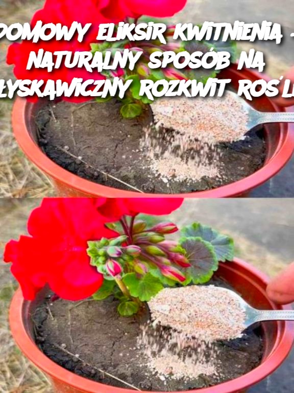 Domowy eliksir kwitnienia – naturalny sposób na błyskawiczny rozkwit roślin
