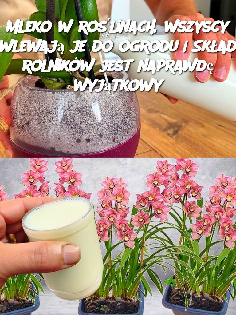 Mleko w roślinach, wszyscy wlewają je do ogrodu | Skład rolników jest naprawdę wyjątkowy