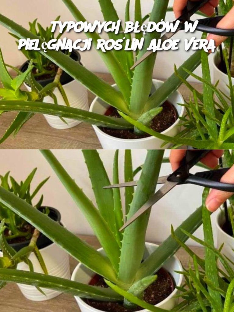 8 typowych błędów w pielęgnacji roślin Aloe Vera