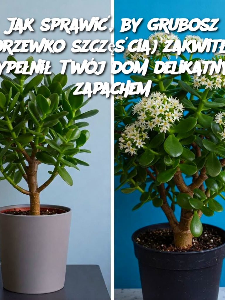 Jak sprawić, by grubosz (drzewko szczęścia) zakwitł i wypełnił Twój dom delikatnym zapachem