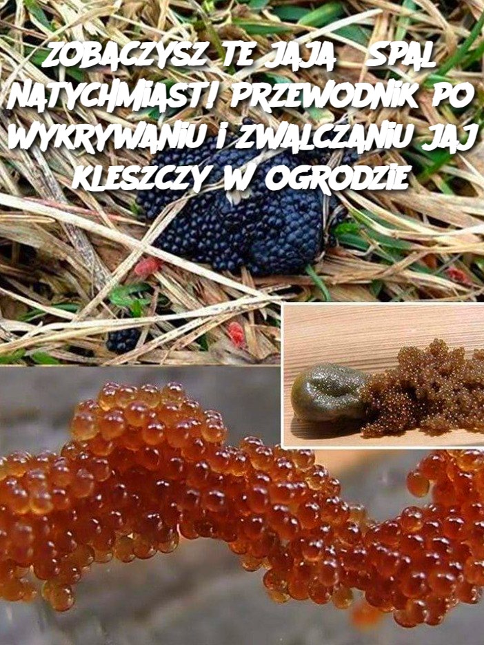 Zobaczysz te jaja? Spal natychmiast! Przewodnik po wykrywaniu i zwalczaniu jaj kleszczy w ogrodzie