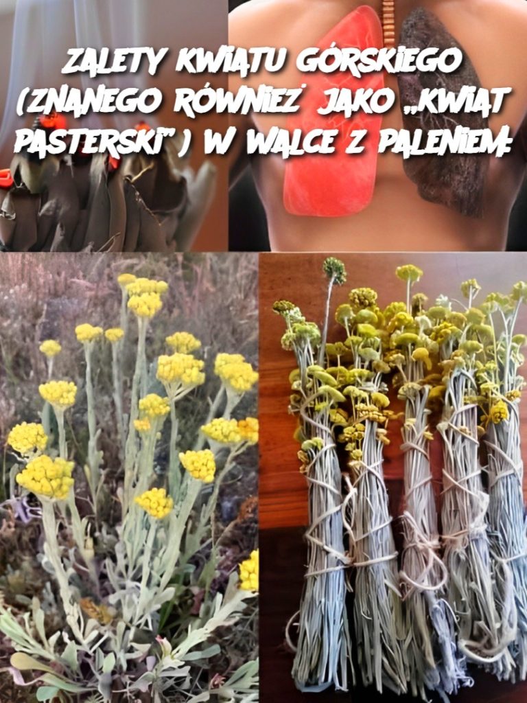Zalety kwiatu górskiego (znanego również jako „kwiat pasterski”) w walce z paleniem: