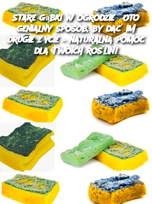 Stare gąbki w ogrodzie? Oto genialny sposób, by dać im drugie życie – naturalna pomoc dla Twoich roślin!