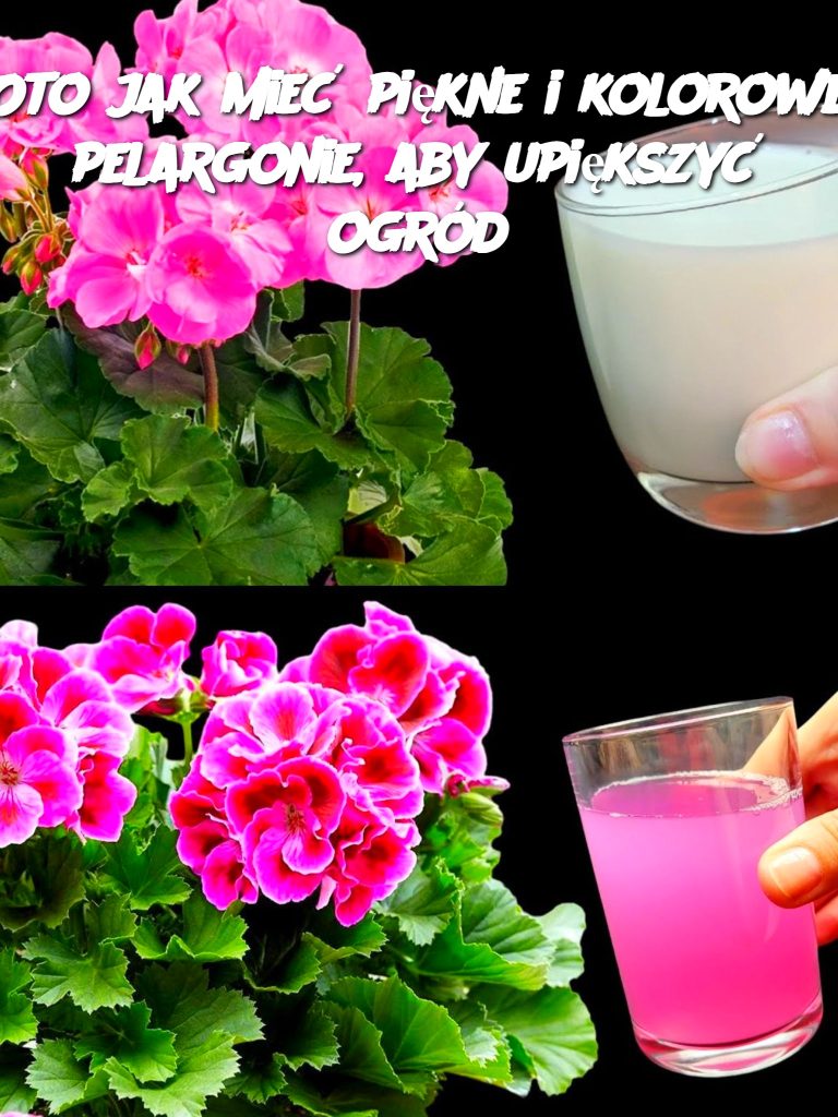 Oto jak mieć piękne i kolorowe pelargonie, aby upiększyć ogród