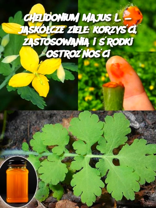 Chelidonium majus L. — jaskółcze ziele: korzyści, zastosowania i środki ostrożności