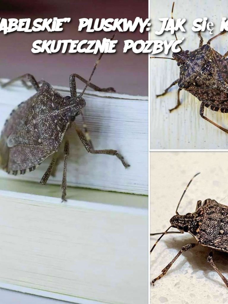 Diabelskie” pluskwy: Jak się ich skutecznie pozbyć?