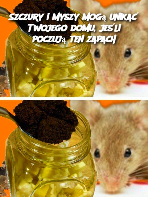 Szczury i myszy mogą unikać Twojego domu, jeśli poczują ten zapach