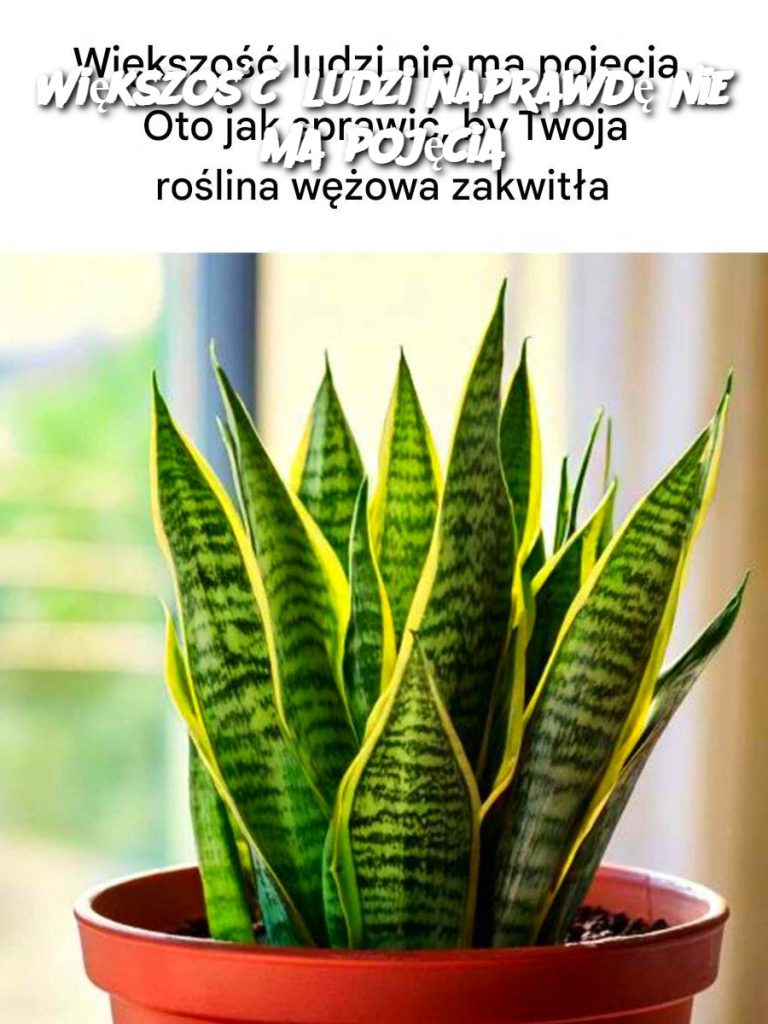 Większość ludzi naprawdę nie ma pojęcia
