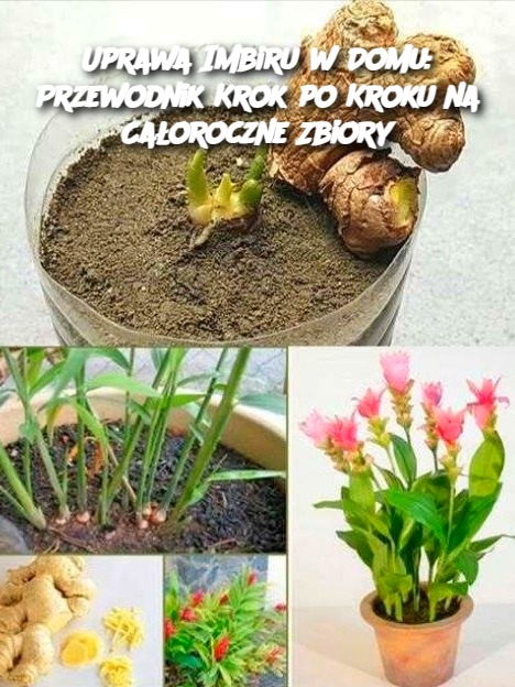 Uprawa Imbiru w Domu: Przewodnik Krok po Kroku na Całoroczne Zbiory