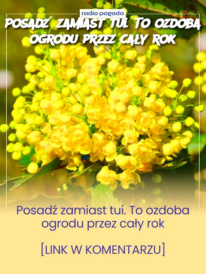 Posadź zamiast tui. To ozdoba ogrodu przez cały rok