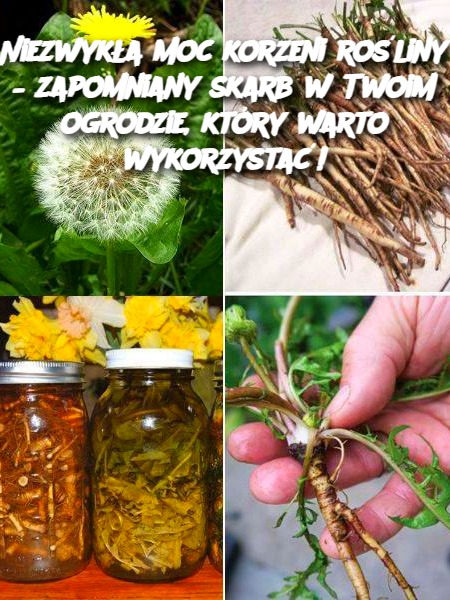 Niezwykła moc korzeni rośliny – zapomniany skarb w Twoim ogrodzie, który warto wykorzystać!