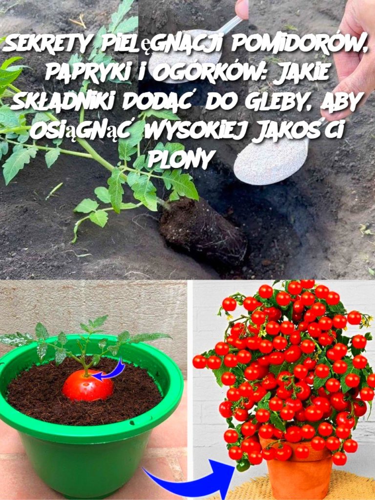 Sekrety Pielęgnacji Pomidorów, Papryki i Ogórków: Jakie Składniki Dodać do Gleby, aby Osiągnąć Wysokiej Jakości Plony?