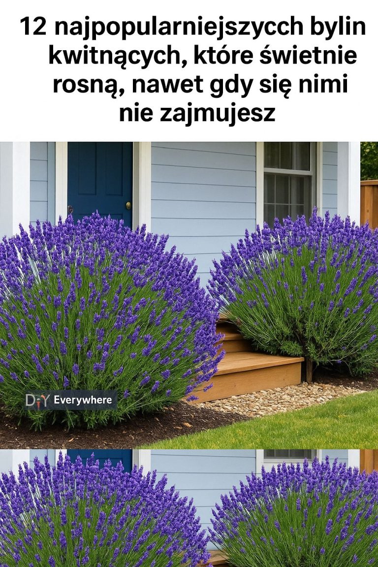 12 najpopularniejszych bylin kwitnących, które świetnie rosną, nawet gdy się nimi nie zajmujesz.