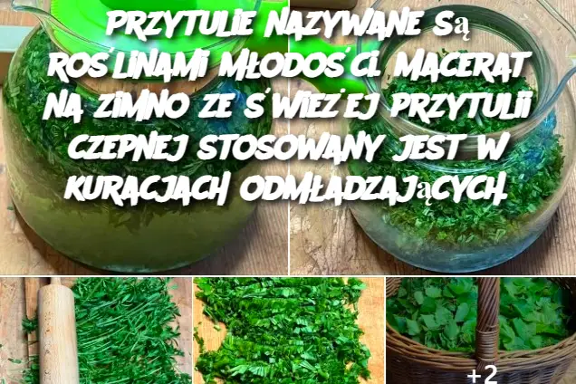Przytulie nazywane są roślinami młodości. Macerat na zimno ze świeżej przytulii czepnej stosowany jest w kuracjach odmładzających.
