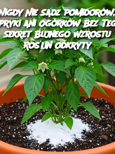 Nigdy Nie Sadz Pomidorów, Papryki ani Ogórków Bez Tego! Sekret Bujnego Wzrostu Roślin Odkryty