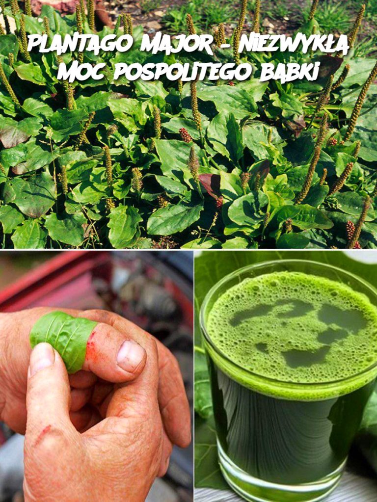 Plantago major – niezwykła moc pospolitego babki