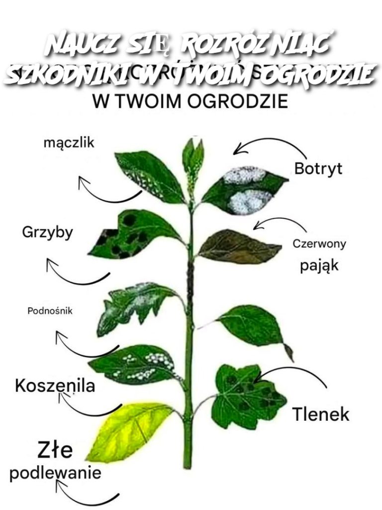 NAUCZ SIĘ ROZRÓŻNIAĆ SZKODNIKI W TWOIM OGRODZIE
