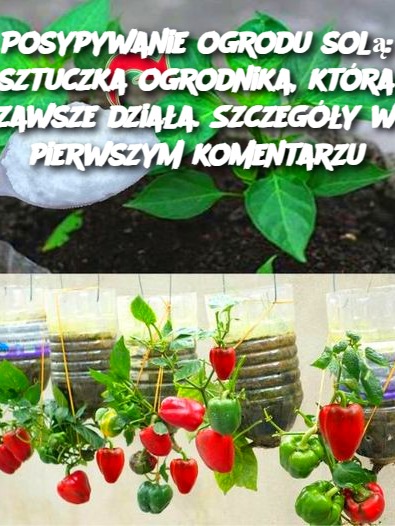 Posypywanie ogrodu solą: sztuczka ogrodnika, która zawsze działa. Szczegóły w pierwszym komentarzu