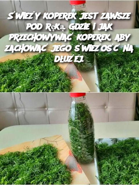 Świeży koperek jest zawsze pod ręką. Gdzie i jak przechowywać koperek, aby zachować jego świeżość na dłużej.