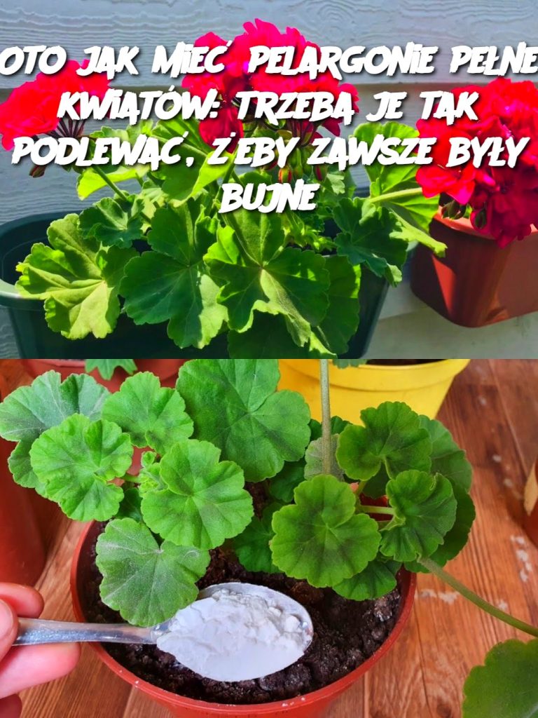 Oto jak mieć pelargonie pełne kwiatów: trzeba je tak podlewać, żeby zawsze były bujne