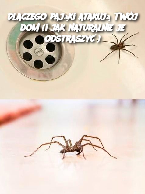 Dlaczego pająki atakują Twój dom (i jak naturalnie je odstraszyć)