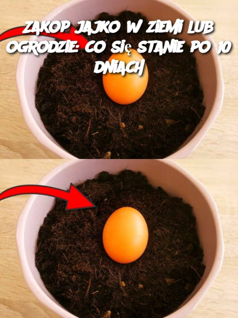 Zakop jajko w ziemi lub ogrodzie: co się stanie po 10 dniach