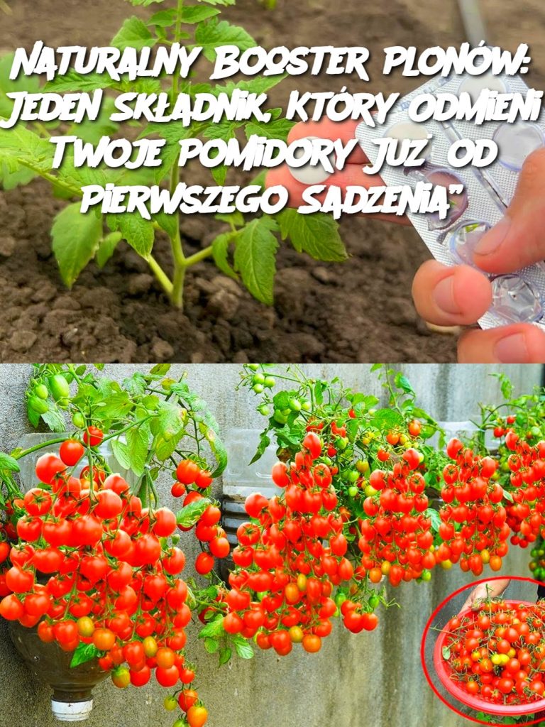 Naturalny Booster Plonów: Jeden Składnik, Który Odmieni Twoje Pomidory Już od Pierwszego Sadzenia”