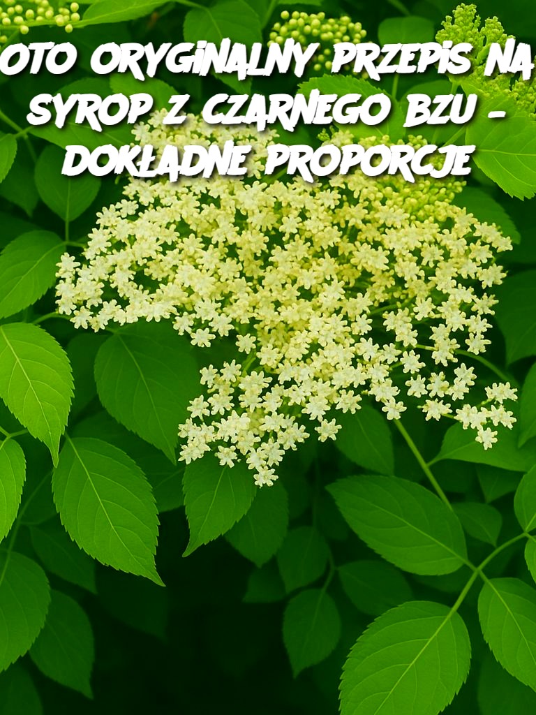 Oto oryginalny przepis na syrop z czarnego bzu – dokładne proporcje