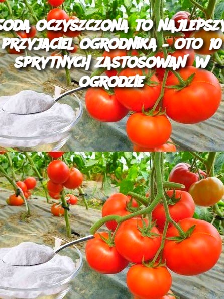 Soda oczyszczona to najlepszy przyjaciel ogrodnika – oto 10 sprytnych zastosowań w ogrodzie
