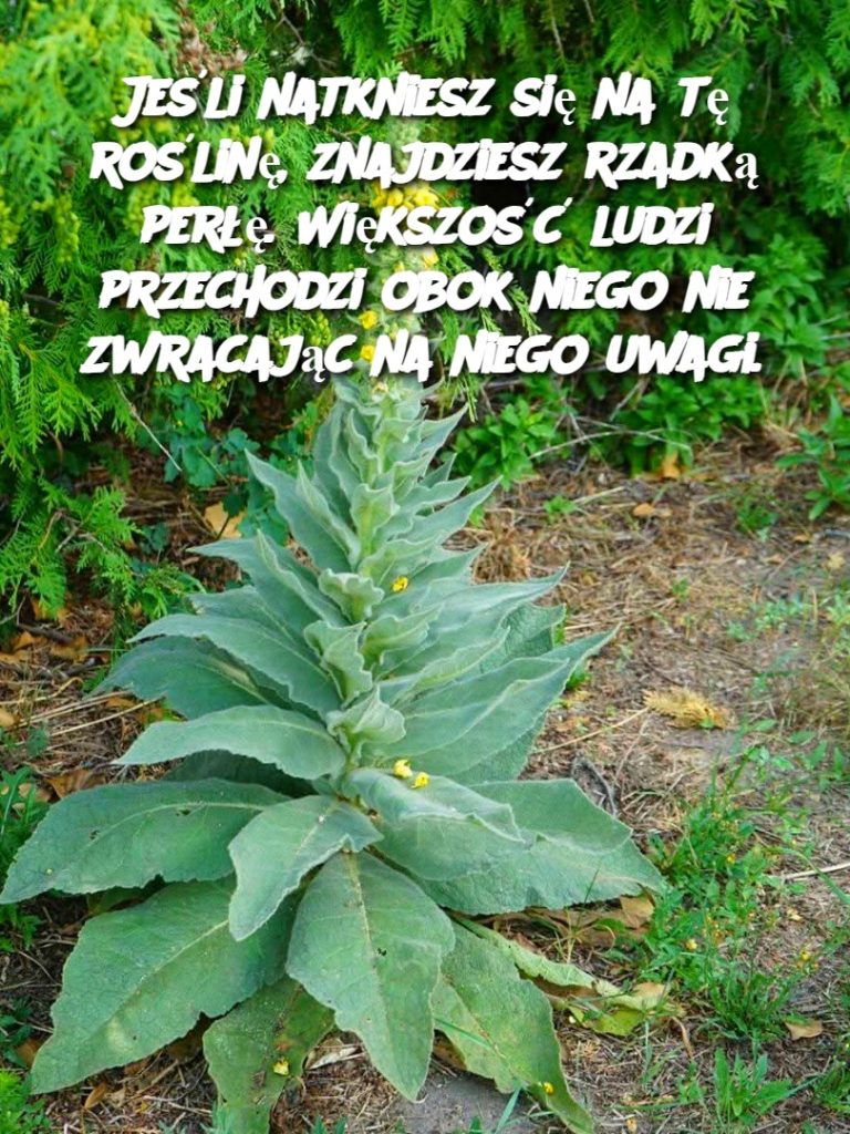 Jeśli natkniesz się na tę roślinę, znajdziesz rzadką perłę. Większość ludzi przechodzi obok niego nie zwracając na niego uwagi.