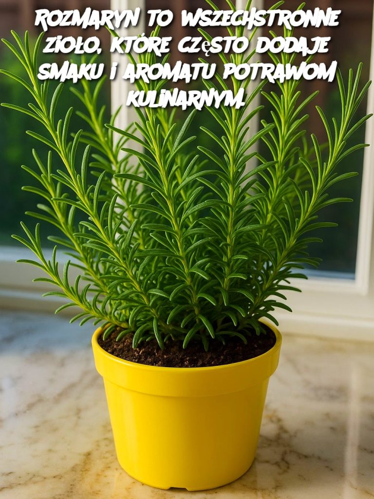 Rozmaryn to wszechstronne zioło, które często dodaje smaku i aromatu potrawom kulinarnym.