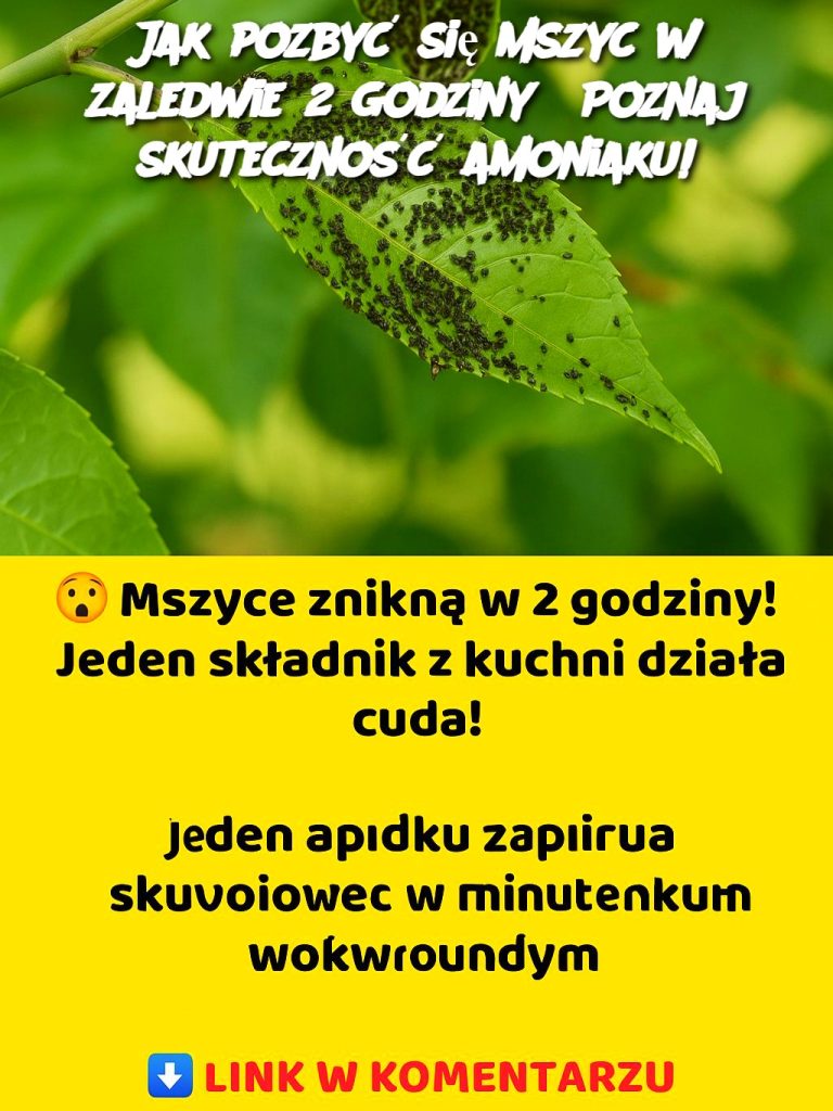 Jak pozbyć się mszyc w zaledwie 2 godziny? Poznaj skuteczność amoniaku!
