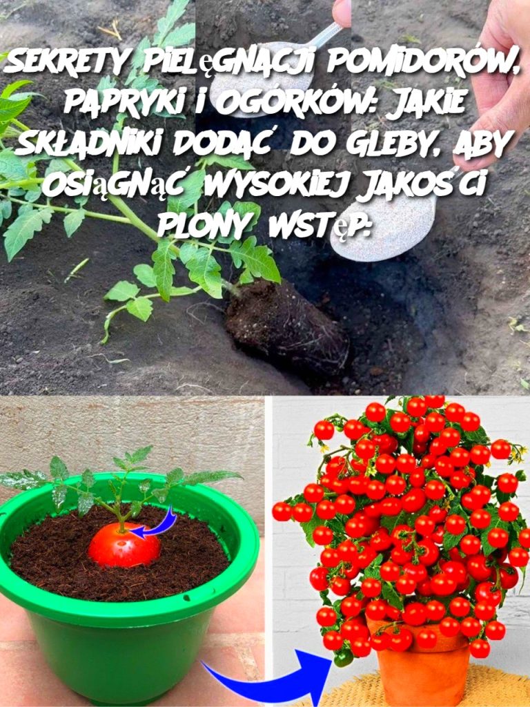Sekrety Pielęgnacji Pomidorów, Papryki i Ogórków: Jakie Składniki Dodać do Gleby, aby Osiągnąć Wysokiej Jakości Plony?Wstęp: