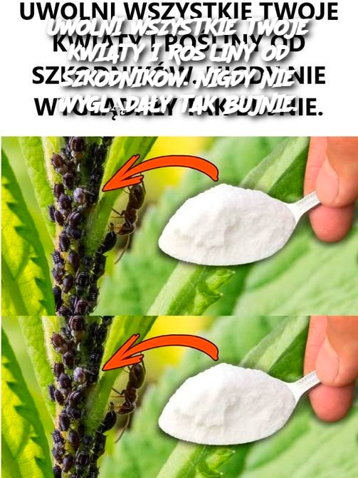 UWOLNI WSZYSTKIE TWOJE KWIATY I ROŚLINY OD SZKODNIKÓW. NIGDY NIE WYGLĄDAŁY TAK BUJNIE.
