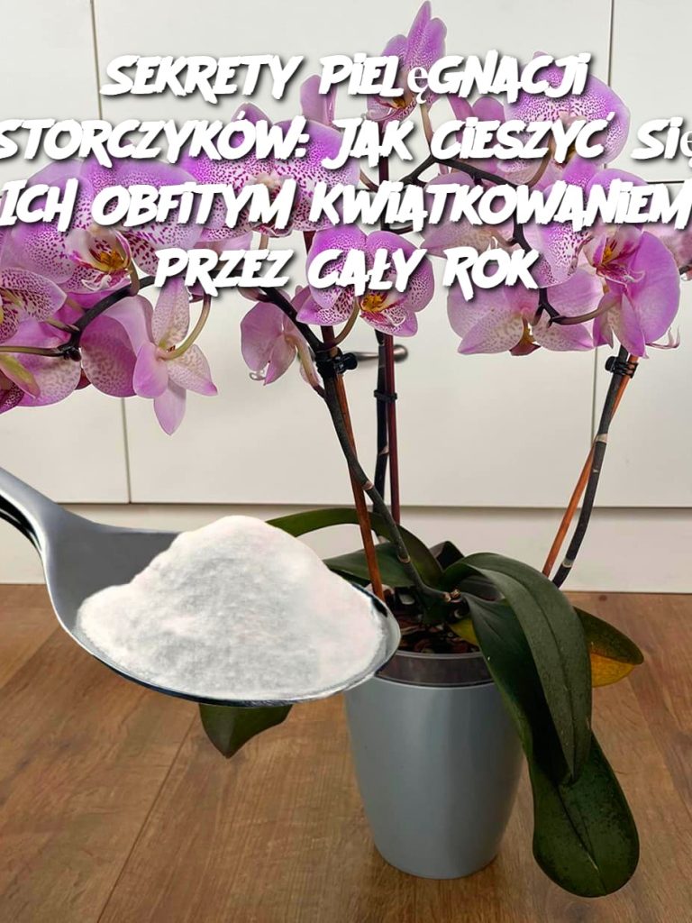 Sekrety Pielęgnacji Storczyków: Jak Cieszyć Się Ich Obfitym Kwiatkowaniem Przez Cały Rok