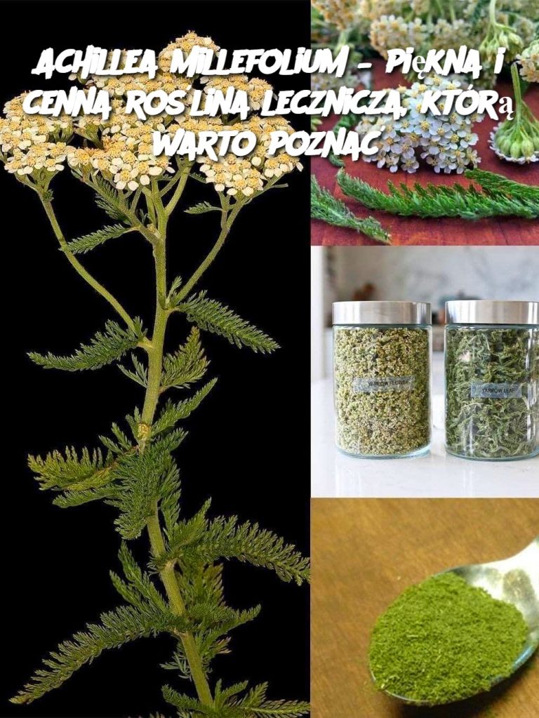 Achillea millefolium – piękna i cenna roślina lecznicza, którą warto poznać