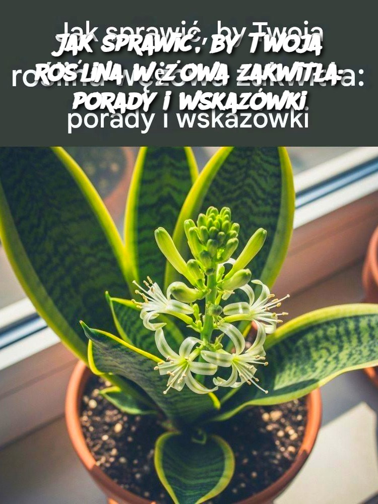 Jak sprawić, by Twoja roślina wężowa zakwitła: porady i wskazówki